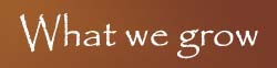 What we grow
