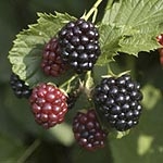 blackberries