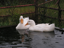 ducks