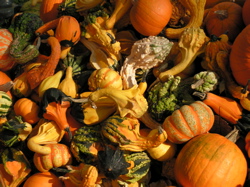 gourds