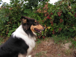 collie dog