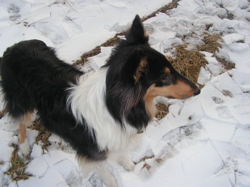 collie dog snow