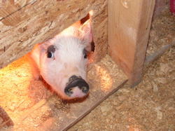 pig looking out