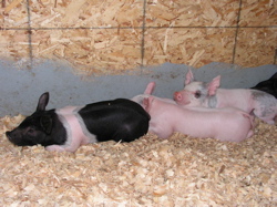 baby pigs