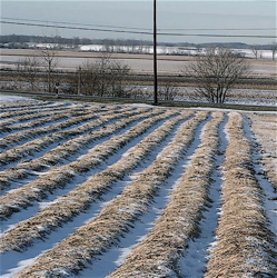 strawberries in winter