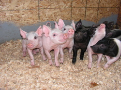 baby pigs