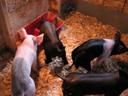 baby pigs