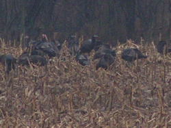 wild turkeys