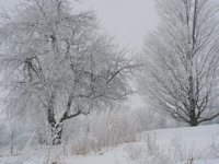 snowy cover on trees