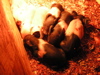 baby piglets